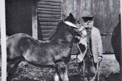 photo of horse and worker