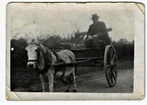 photo of horse and trap