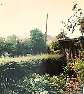 black and white photo of house across hedge