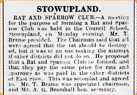 1917 press report about a rat and sparrow club to control pests.